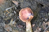 Boletus subcaerulescens image