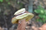 Boletus subcaerulescens image