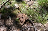 Coltricia montagnei var. montagnei image