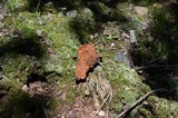 Coltricia montagnei var. montagnei image