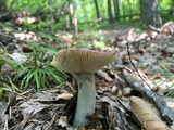 Russula vinacea image