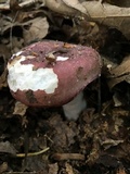 Russula vinacea image