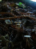 Micromphale sequoiae image
