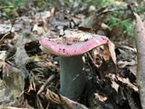 Russula vinacea image