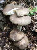 Megacollybia rodmanii image