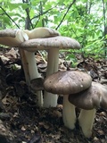 Megacollybia rodmanii image