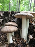 Megacollybia rodmanii image