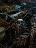 Micromphale sequoiae image