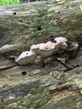 Fomitopsis cajanderi image
