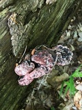 Fomitopsis cajanderi image