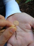 Micromphale sequoiae image
