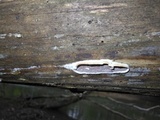 Bjerkandera adusta image
