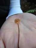 Micromphale sequoiae image