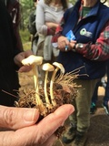 Gymnopus confluens image