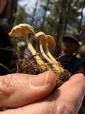 Gymnopus confluens image