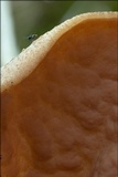 Discina ancilis image