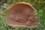 Discina ancilis image
