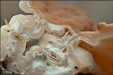 Discina ancilis image