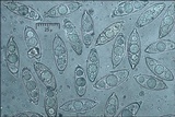 Discina ancilis image