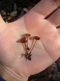 Gymnopus subpruinosus image