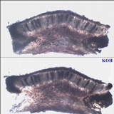 Buellia disciformis image