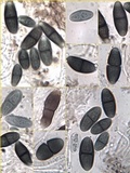 Buellia disciformis image