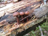 Gymnopus semihirtipes image