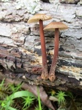 Gymnopus semihirtipes image