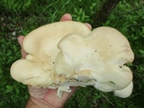 Pleurotus populinus image