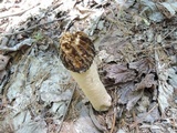 Verpa bohemica image