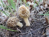 Morchella ulmaria image
