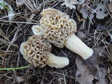 Morchella ulmaria image