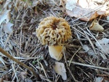 Morchella ulmaria image