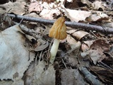 Morchella punctipes image