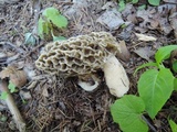 Morchella americana image