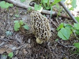Morchella americana image