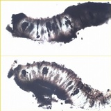 Rhizocarpon lecanorinum image