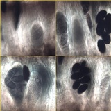 Rhizocarpon lecanorinum image