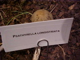 Psathyrella longistriata image