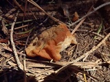 Gyromitra montana image