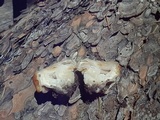 Gyromitra montana image