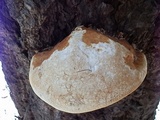 Fomitopsis schrenkii image