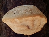 Fomitopsis schrenkii image