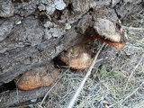Fomitopsis schrenkii image