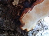 Fomitopsis schrenkii image