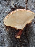 Fomitopsis schrenkii image