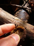 Roridomyces roridus image