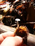 Roridomyces roridus image