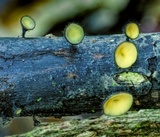 Hymenotorrendiella clelandii image