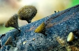 Hymenotorrendiella clelandii image